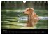 Toller - Nova Scotia Duck Tolling... - Bild 13
