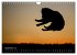 Toller - Nova Scotia Duck Tolling... - Bild 15