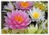 Blüten dicht an dicht (Wandkalender... - Bild 5