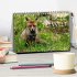 Heimische Tierwelt (Tischkalender 2025... - Bild 2