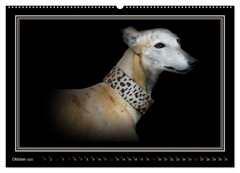 Galgo Español 2025- Der spanische Windhund (Wandkalender 2025 DIN A2 quer), … von Calvendo 