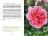 Rosen für Genießer - Bild 2