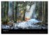Waldkalender (hochwertiger Premium... - Bild 6