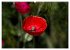 Mohn (hochwertiger Premium Wandkalender... - Bild 11