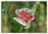 Mohn (hochwertiger Premium Wandkalender... - Bild 12