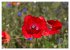 Mohn (hochwertiger Premium Wandkalender... - Bild 14