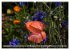 Mohn (hochwertiger Premium Wandkalender... - Bild 4