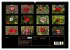 Mohn (hochwertiger Premium Wandkalender... - Bild 5