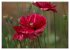 Mohn (hochwertiger Premium Wandkalender... - Bild 7