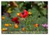 Mohn (hochwertiger Premium Wandkalender... - Bild 8