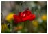 Mohn (hochwertiger Premium Wandkalender... - Bild 9