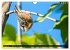 Gartenvögel (Wandkalender 2025 DIN A4... - Bild 14