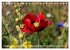 Mohn (Tischkalender 2025 DIN A5 quer),... - Bild 4