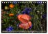 Mohn (Tischkalender 2025 DIN A5 quer),... - Bild 5