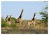 Botswana Wildlife (Tischkalender 2025... - Bild 11