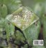 Seedless Plants Explained   Importance... - Bild 2