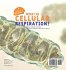 What is Cellular Respiration? Process,... - Bild 2