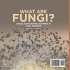 What are Fungi? Groups, Characteristics... - Bild 2