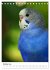 Der Wellensittich - Mein Lieblingsvogel... - Bild 3