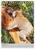 Koala, kleiner Bär (Tischkalender 2025... - Bild 15