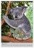 Koala, kleiner Bär (Tischkalender 2025... - Bild 3