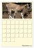 Zwergziegen (Wandkalender 2025 DIN A4... - Bild 5