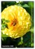 Dahlien - Blütenträume (Wandkalender... - Bild 15
