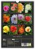 Dahlien - Blütenträume (Wandkalender... - Bild 6