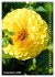 Dahlien - Blütenträume (Wandkalender... - Bild 15