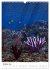 Fantasievolle Meerestiere (Wandkalender... - Bild 3