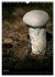 Pilze (Wandkalender 2025 DIN A3 hoch),... - Bild 13