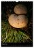 Pilze (Wandkalender 2025 DIN A3 hoch),... - Bild 14