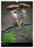 Pilze (Wandkalender 2025 DIN A3 hoch),... - Bild 5