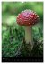 Pilze (Wandkalender 2025 DIN A3 hoch),... - Bild 9