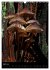 Pilze (Wandkalender 2025 DIN A3 hoch),... - Bild 10