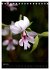 Faszination Orchideen (Tischkalender... - Bild 12