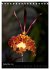 Faszination Orchideen (Tischkalender... - Bild 15