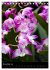 Faszination Orchideen (Tischkalender... - Bild 4