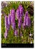 Faszination Orchideen (Tischkalender... - Bild 10