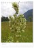 Alpenblumen (Tischkalender 2025 DIN A5... - Bild 12