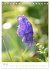 Alpenblumen (Tischkalender 2025 DIN A5... - Bild 13