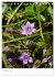 Alpenblumen (Tischkalender 2025 DIN A5... - Bild 3
