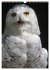 Eulen (Wandkalender 2025 DIN A3 hoch),... - Bild 7