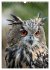 Eulen (Wandkalender 2025 DIN A3 hoch),... - Bild 10