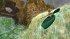Tomb Raider 1-3 Remastered (Nintendo... - Bild 8