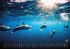 Sealife - verborgene Tiefen - 2025 -... - Bild 7
