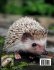 Hedgehog Coloring Book for Kids - Bild 2