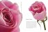 Rosen   (Restauflage) - Bild 3