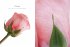 Rosen   (Restauflage) - Bild 6