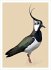 Famose Vögel - Postkartenbuch - Bild 2